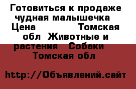 Готовиться к продаже чудная малышечка › Цена ­ 15 000 - Томская обл. Животные и растения » Собаки   . Томская обл.